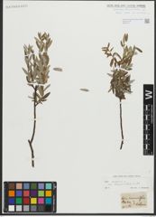 Foto von Salix repens subsp. rosmarinifolia (L.) Andersson